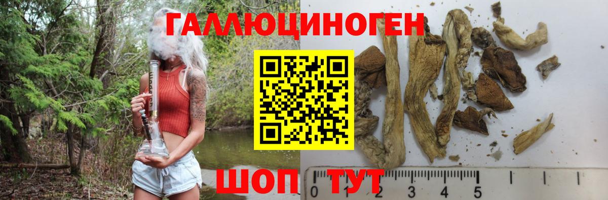 Саяногорск  Псилоцибиновые грибы Psilocybe  Вход с VPN 